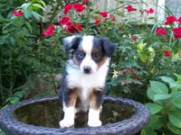 Abby, a female Miniature Australian Shepherd for sale in Atwood, IL – 3 of 7
