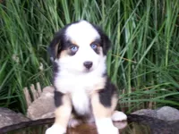 Rex, a male Miniature Australian Shepherd for sale in Atwood, IL – 5 of 8