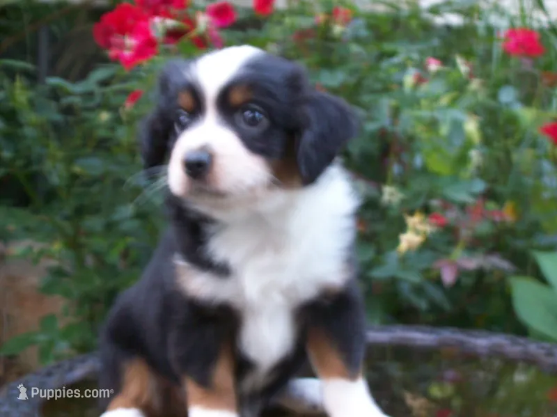 Ava  – Miniature Australian Shepherd puppy for sale in Atwood, IL