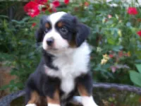 Ava , a female Miniature Australian Shepherd for sale in Atwood, IL – 1 of 7