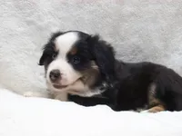 Buster, a male Miniature Australian Shepherd and Miniature American Shepherd for sale in Atwood, IL – 2 of 7