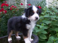 Alice, a female Miniature Australian Shepherd for sale in Atwood, IL – 2 of 7