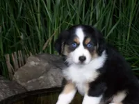 Ruby, a female Miniature Australian Shepherd for sale in Atwood, IL – 5 of 8