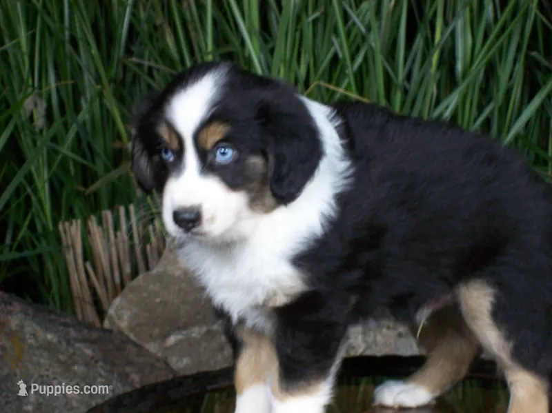 Romeo – Miniature Australian Shepherd puppy for sale in Atwood, IL