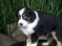 Romeo, a female Miniature Australian Shepherd for sale in Atwood, IL – 1 of 8