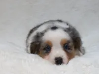 Brenda, a female Miniature Australian Shepherd and Miniature American Shepherd for sale in Atwood, IL – 3 of 7