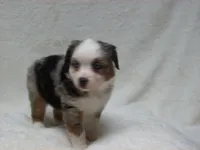 Becky, a female Miniature Australian Shepherd and Miniature American Shepherd for sale in Atwood, IL – 2 of 7