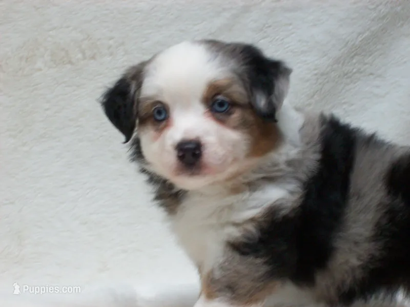 Becky – Miniature Australian Shepherd, Miniature American Shepherd puppy for sale in Atwood, IL