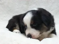 Buster, a male Miniature Australian Shepherd and Miniature American Shepherd for sale in Atwood, IL – 3 of 7