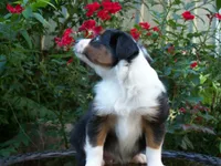 Abby, a female Miniature Australian Shepherd for sale in Atwood, IL – 5 of 7