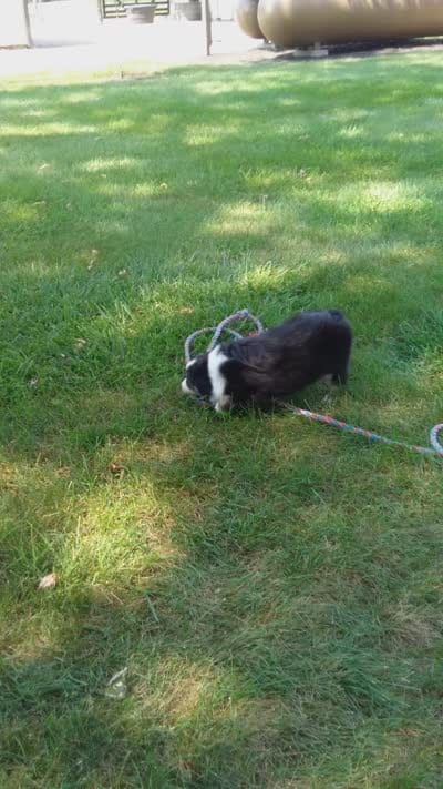 Romeo, a female Miniature Australian Shepherd for sale in Atwood, IL – 2 of 8