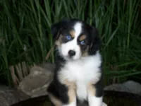 Ruby, a female Miniature Australian Shepherd for sale in Atwood, IL – 3 of 8