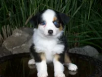 Reese, a female Miniature Australian Shepherd for sale in Atwood, IL – 3 of 8