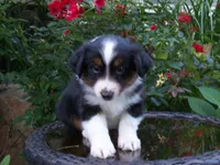 Alvin, a male Miniature Australian Shepherd for sale in Atwood, IL – 5 of 7