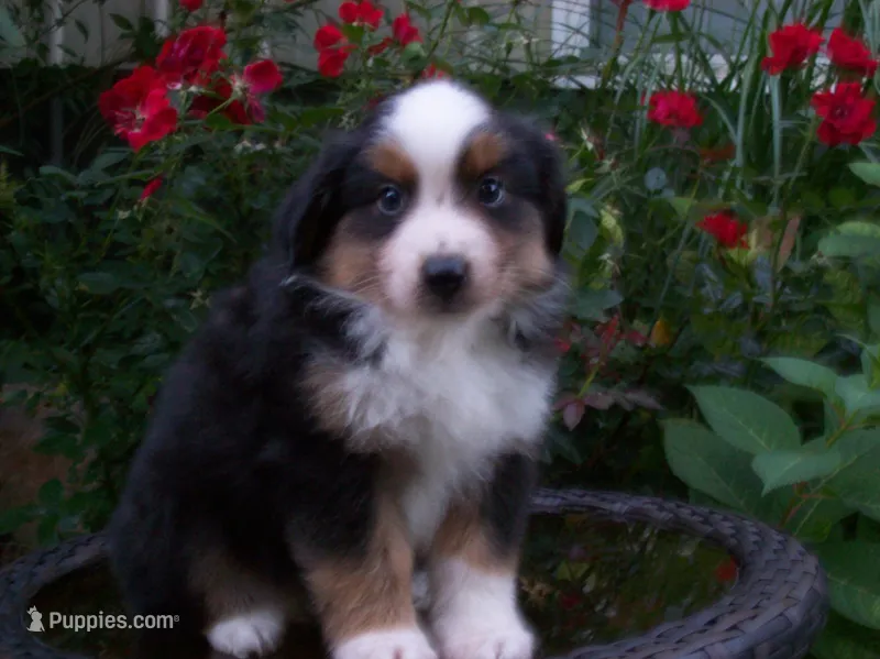 Amos – Miniature Australian Shepherd puppy for sale in Atwood, IL