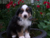 Amos, a male Miniature Australian Shepherd for sale in Atwood, IL – 1 of 7