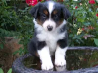 Alvin, a male Miniature Australian Shepherd for sale in Atwood, IL – 2 of 7