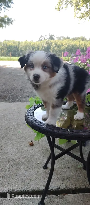 Becky – Miniature Australian Shepherd puppy for sale in Atwood, IL