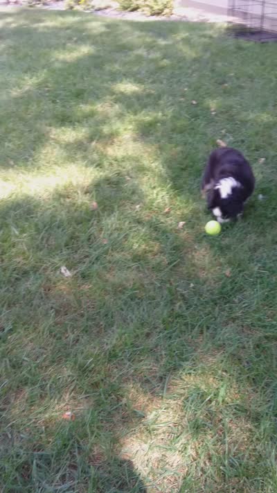 Rosie, a female Miniature Australian Shepherd for sale in Atwood, IL – 3 of 9