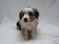 Brenda, a female Miniature Australian Shepherd and Miniature American Shepherd for sale in Atwood, IL – 4 of 7