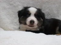 Buster, a male Miniature Australian Shepherd and Miniature American Shepherd for sale in Atwood, IL – 4 of 7