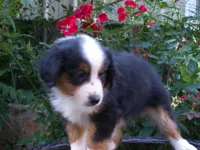 Amber, a female Miniature Australian Shepherd for sale in Atwood, IL – 3 of 7