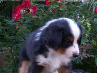 Amber, a female Miniature Australian Shepherd for sale in Atwood, IL – 5 of 7