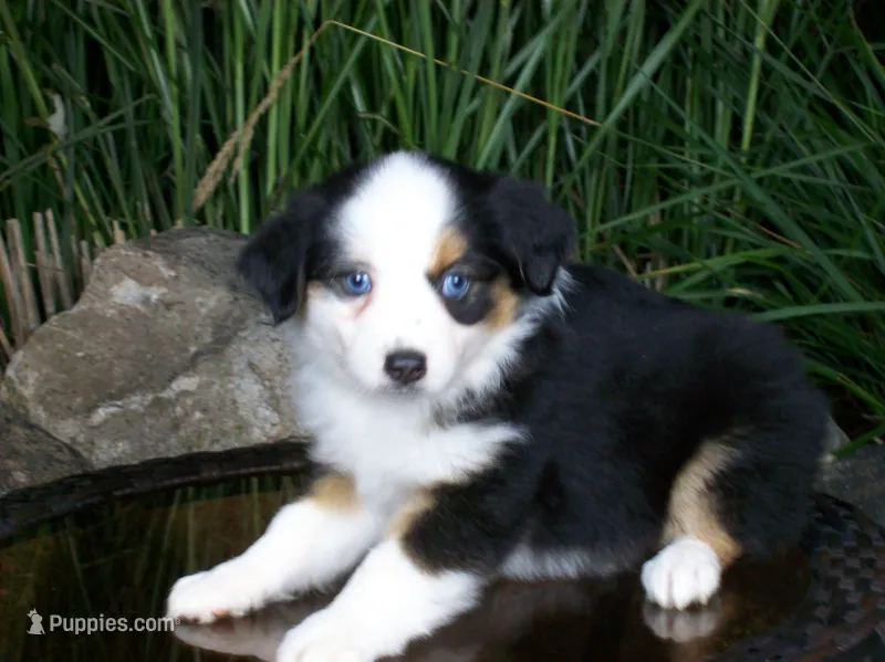 Reese – Miniature Australian Shepherd puppy for sale in Atwood, IL