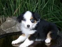 Reese, a female Miniature Australian Shepherd for sale in Atwood, IL – 1 of 8