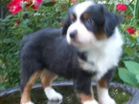 Ava , a female Miniature Australian Shepherd for sale in Atwood, IL – 2 of 7