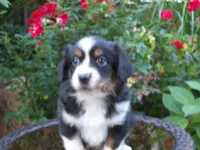 Alisha, a female Miniature Australian Shepherd for sale in Atwood, IL – 2 of 7