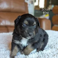 Scout, a male Australian Shepherd for sale in Bonners Ferry, ID – Photo 1 of 6
