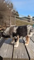 Summit, a female Australian Shepherd for sale in Bonners Ferry, ID – Photo 5 of 7