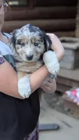 Summit, a female Australian Shepherd for sale in Bonners Ferry, ID – Photo 2 of 7