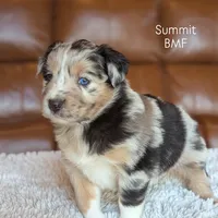 Summit, a female Australian Shepherd for sale in Bonners Ferry, ID – Photo 1 of 7
