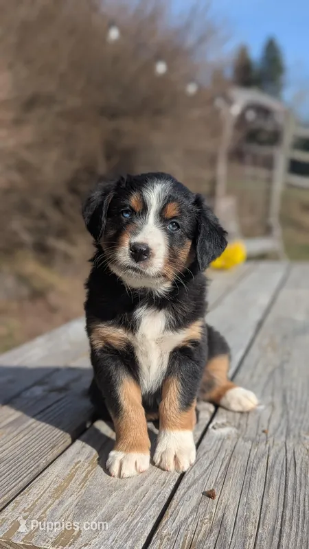 Sage – Australian Shepherd puppy for sale in Bonners Ferry, ID