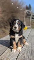 Sage, a female Australian Shepherd for sale in Bonners Ferry, ID – Photo 1 of 4
