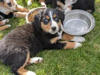 Sage, a female Australian Shepherd for sale in Bonners Ferry, ID – Photo 3 of 5