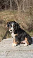 Sage, a female Australian Shepherd for sale in Bonners Ferry, ID – Photo 2 of 4