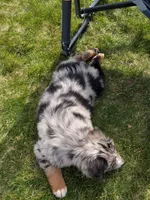 Ridge, a male Australian Shepherd for sale in Bonners Ferry, ID – Photo 2 of 6