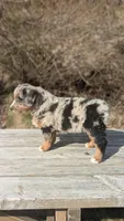 Ridge, a male Australian Shepherd for sale in Bonners Ferry, ID – Photo 2 of 3