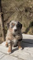Ridge, a male Australian Shepherd for sale in Bonners Ferry, ID – Photo 1 of 3