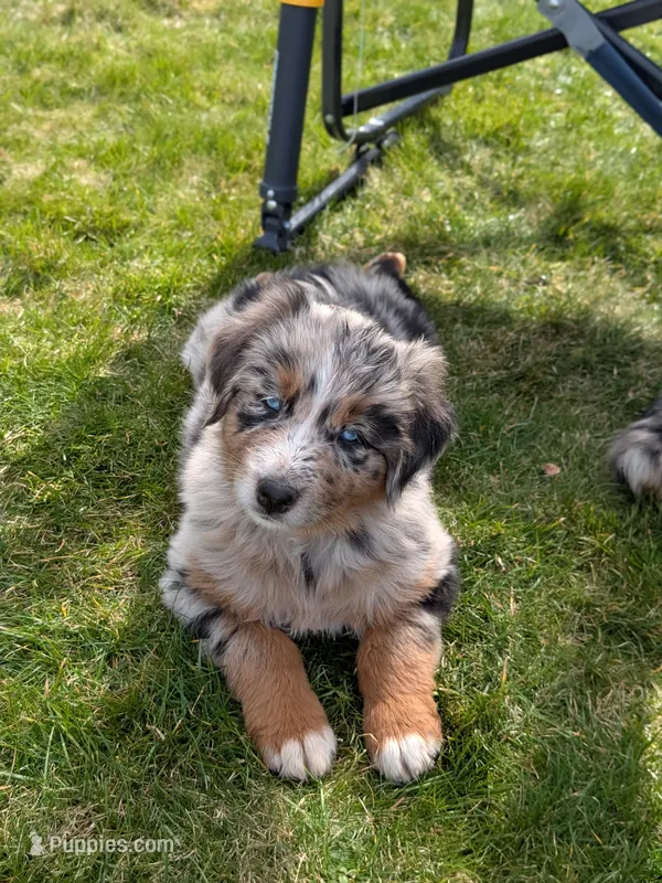 Ridge – Australian Shepherd puppy for sale in Bonners Ferry, ID