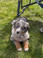 Ridge, a male Australian Shepherd for sale in Bonners Ferry, ID – Photo 1 of 6