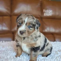 Ridge, a male Australian Shepherd for sale in Bonners Ferry, ID – Photo 3 of 3