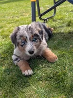 Ridge, a male Australian Shepherd for sale in Bonners Ferry, ID – Photo 3 of 6