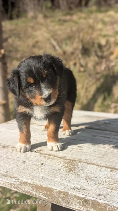 Aspen – Australian Shepherd puppy for sale in Bonners Ferry, ID