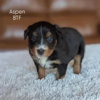 Aspen, a female Australian Shepherd for sale in Bonners Ferry, ID – Photo 3 of 3