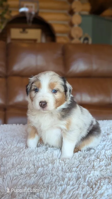 Atlas – Australian Shepherd puppy for sale in Bonners Ferry, ID