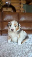 Atlas, a male Australian Shepherd for sale in Bonners Ferry, ID – Photo 1 of 5